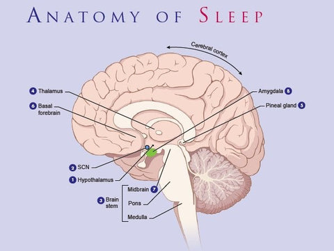 anatomia-cervello-zone-organi