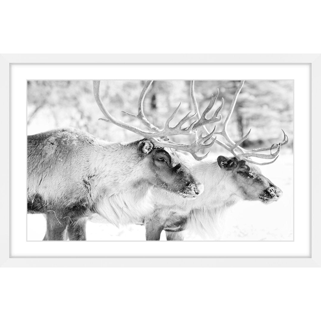 Framed Photographic Print of Elk Pair on Paper - Marmont Hill, 12" H x 18" W x 1.5" D