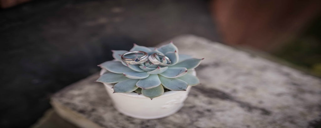 rings on succulent plant