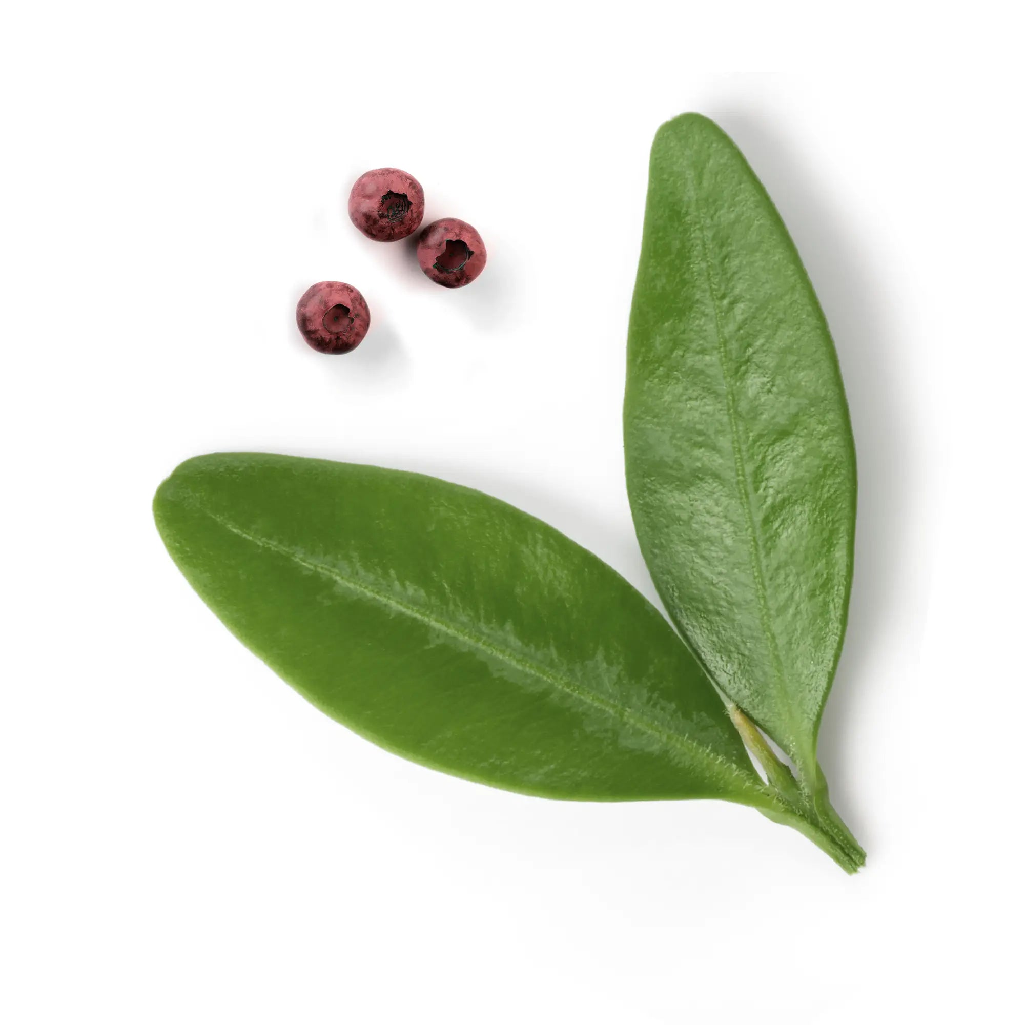 Embelia Extract