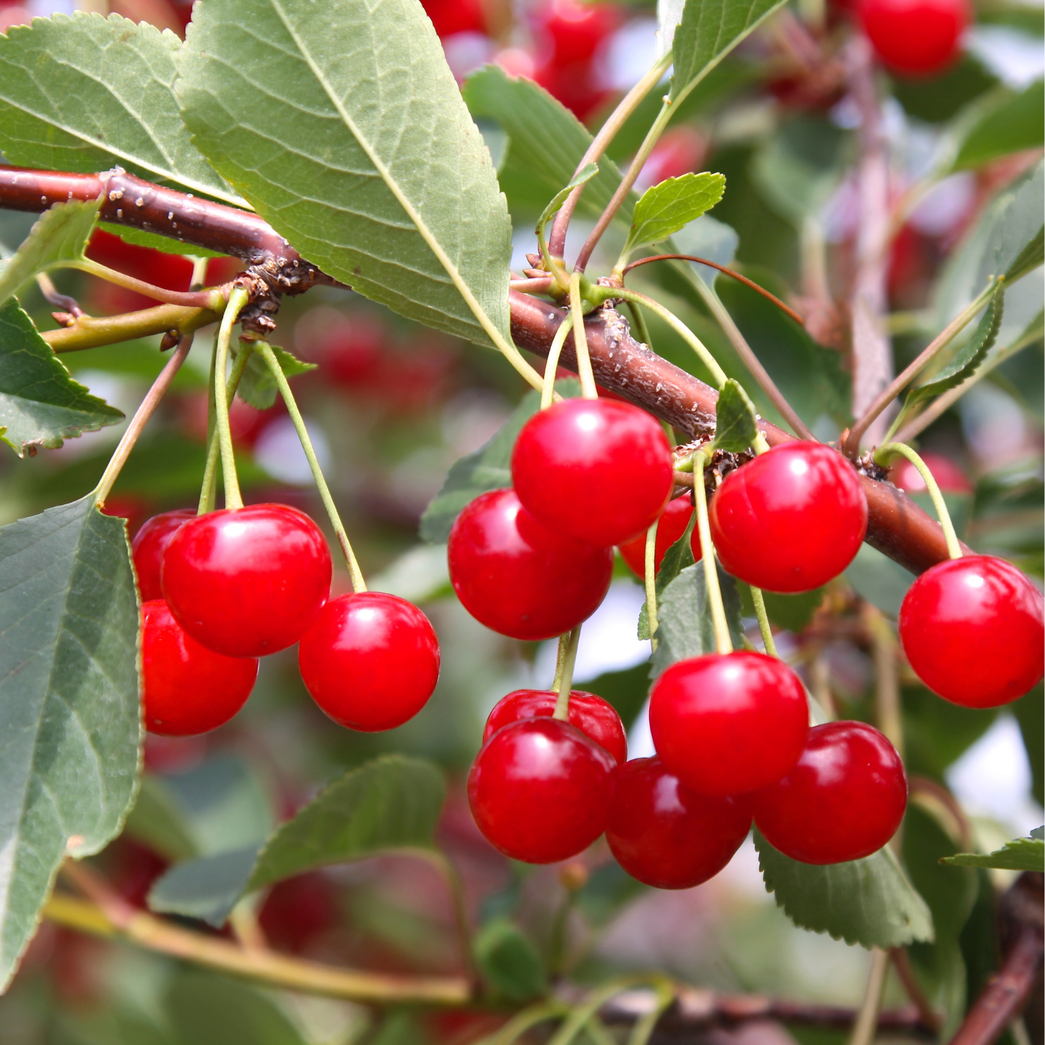 Ripe red cherries hanging on a branch with green leaves.