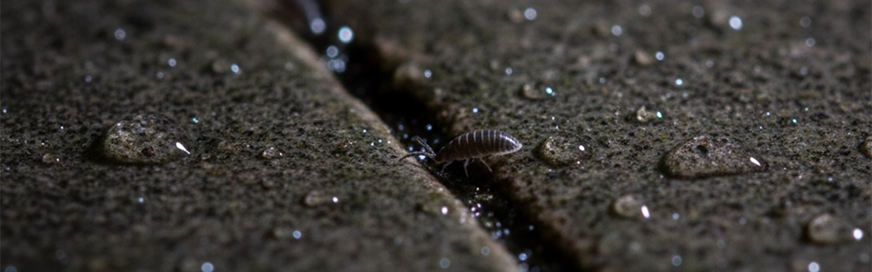 Where Do Springtails Come From?