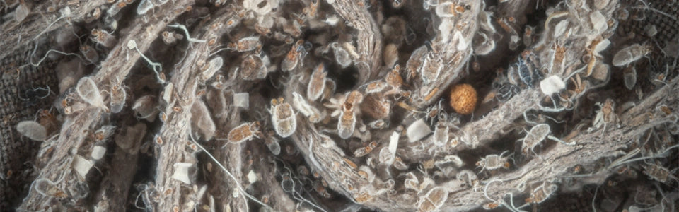 What Are Dust Mites?