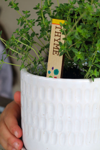 Thyme herb planted with a wooden marker in a small white pot.