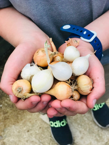 Two handfuls of small white and yellow onion bulbs cupped in a child's hands.