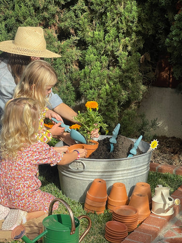 Planting marigold flowers into clay flower pots.