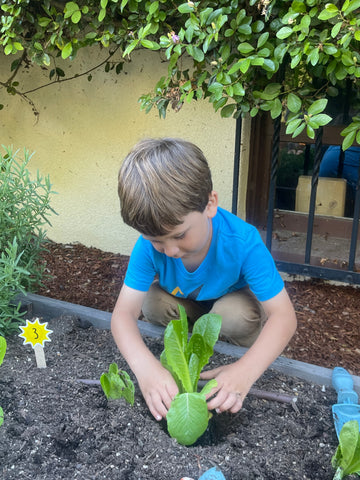 Little boy planting a lettuce seedling into a garden bed.