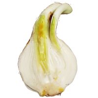 Daffodil bulb cut in half from Bloemoloog.nl