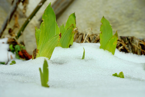 Frostschäden als Gefahr bei Fiberglas Pflanzkübel