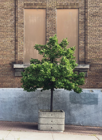 potflex_blumenkasten xxl format_großer baum