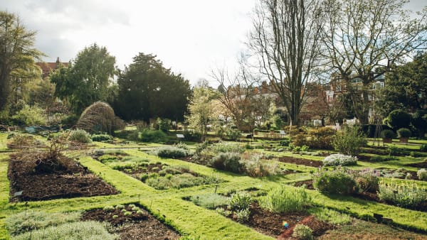 https://www.chelseaphysicgarden.co.uk/dicotyledon-order-beds