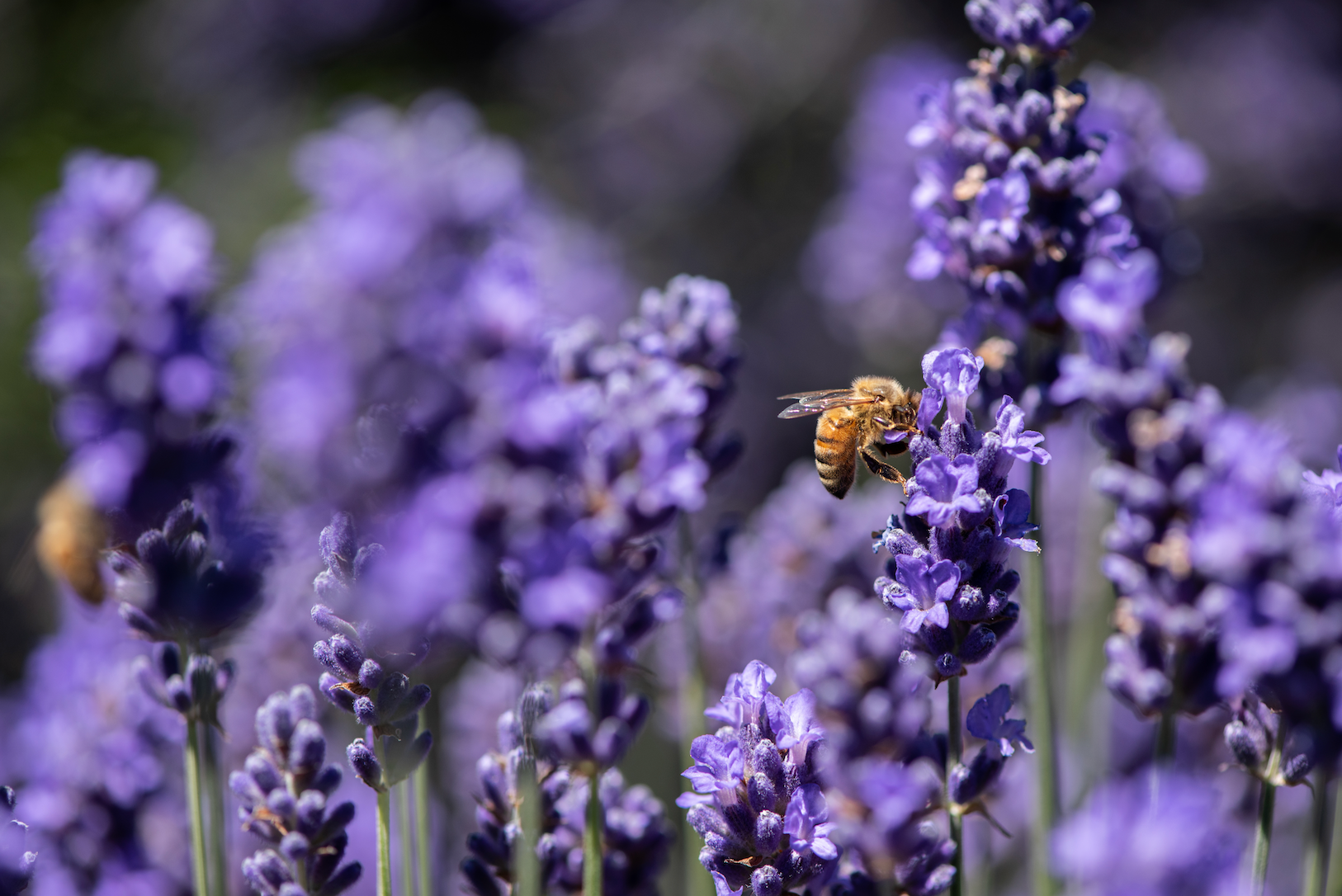 Bees on lavender