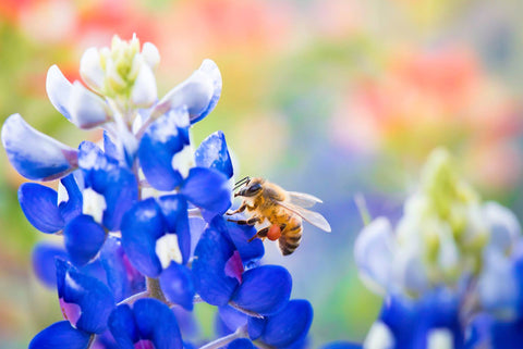 Autumn, Summer, Winter, STING: Treating Springtime Bee Stings