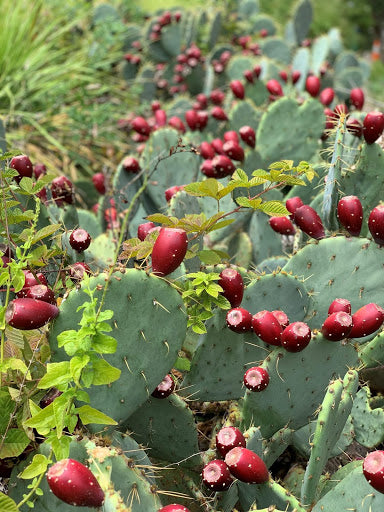 Me and the Bees - Prickly Pear season