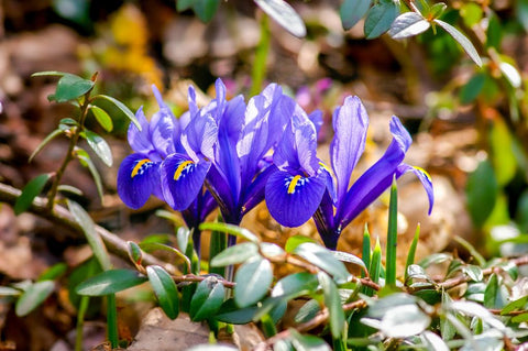 Iris Blooms in the Spring