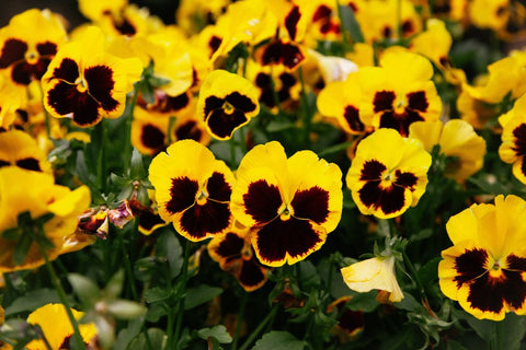 Field of Spring Pansies (Viola × wittrockiana)