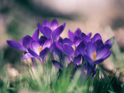 Spring Crocuses