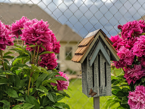 A butterfly house sits between blooming pink peony plants.