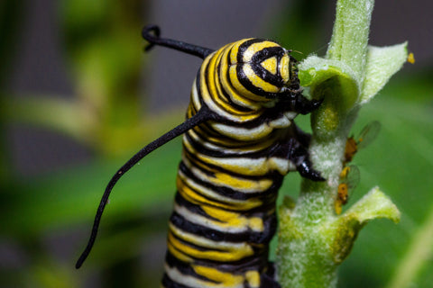 A monarch caterpillar eating some milkweed