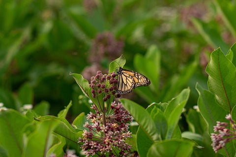 Monarch butterfly in a milkweed field