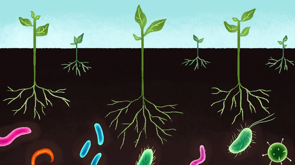 microbial ecosystem in soil