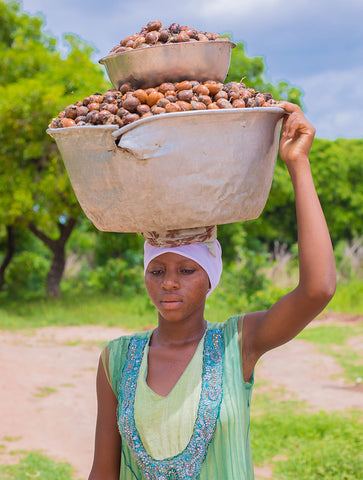jonge ghanses vrouw  met emmer sheanoten op hoofd loopt door savanne
