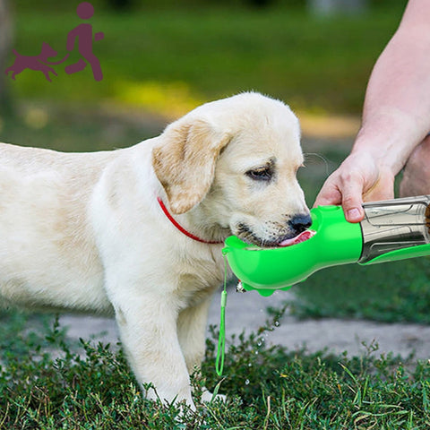 gourde pour chien - indispensable