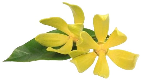 Ylang-ylang