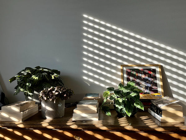 Bookworm Gift Ideas - Indoor Plants