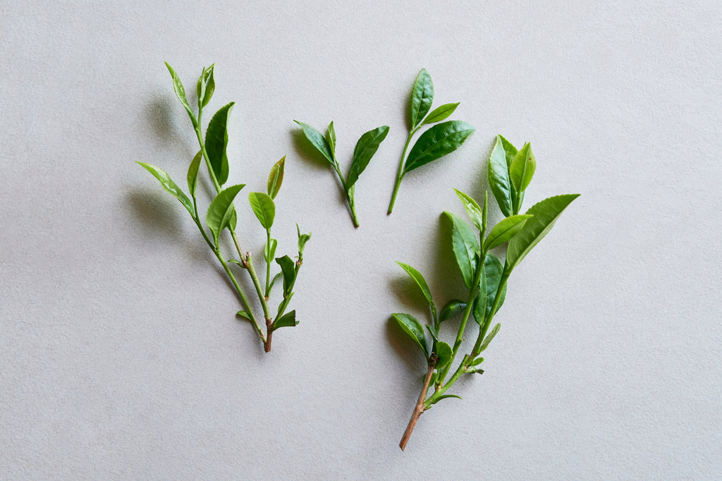 新茶の葉の写真です。3品種の違いが分かる人には分かるそうです。