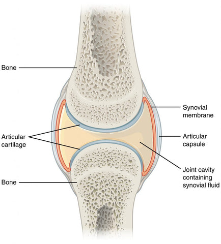 synovial fluid in a joint