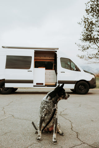 dog with sprinter van
