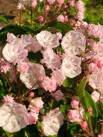 Mountain Laurel