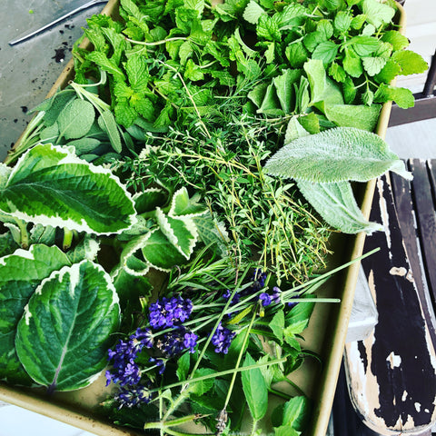 Growing Your Own Garden Herbs