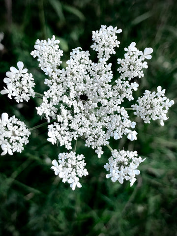 Wild Carrot Photo by Michelle Touchstone of Me and a Tree Skin Care