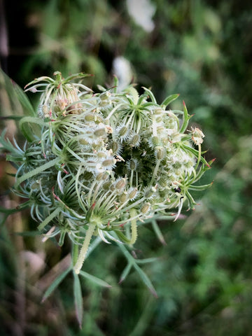 Wild Carrot Seeds Photo by Michelle Touchstone