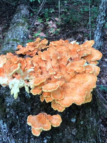 Chicken-of-the-Woods-Edible-Mushroom.jpg