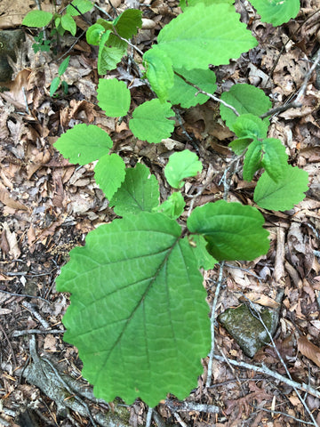 Witchhazel Michelle Touchstone Me and a Tree 5/3/2022