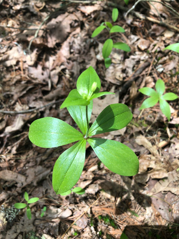 Indian Cucumber