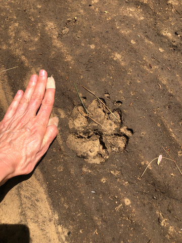 Michelle Large Paw Print Woods May 3, 2022