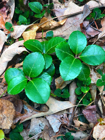 Wintergreen Michelle Touchstone Me and a Tree Copyright 2022