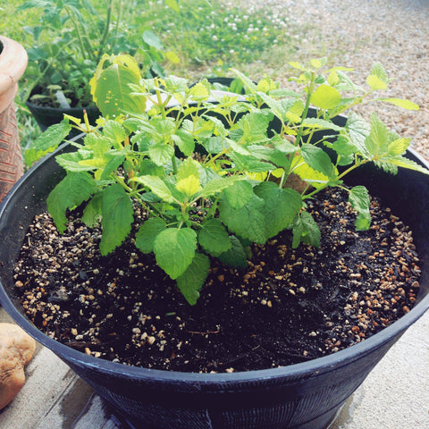 Growing Your Own Medicinal Herb Garden