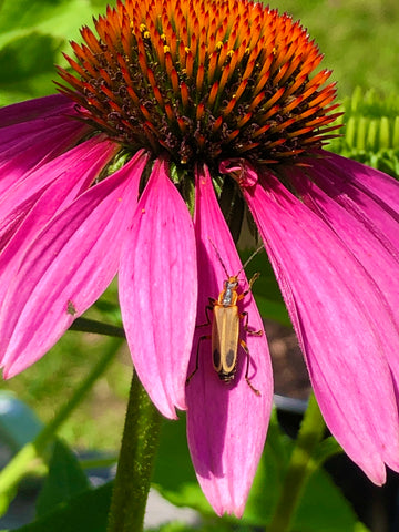 Nature's Collaboration: Bug Assisting in Flower Pollination