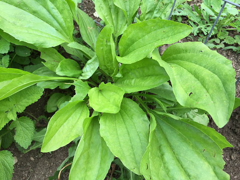 Herbal Salves That Help Burns & Bites Plantain Plantago major and P. lanceolata