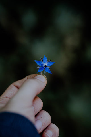 borage-flower-in-hand-natural-skincare-beauty-secrets