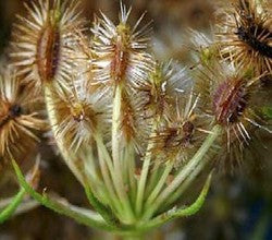 Carrot Seed Oil Benefits for Natural Skincare: Infused with Powerful Antioxidants