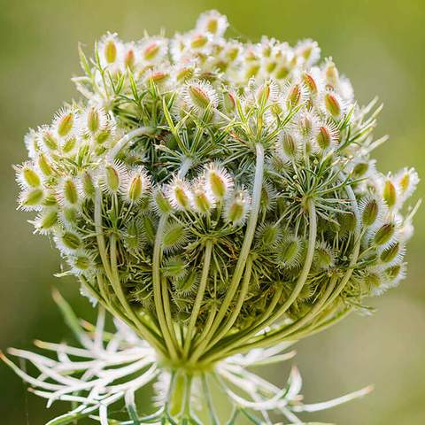 Carrot Seed Plant Helps Reverse Age Spots and More!