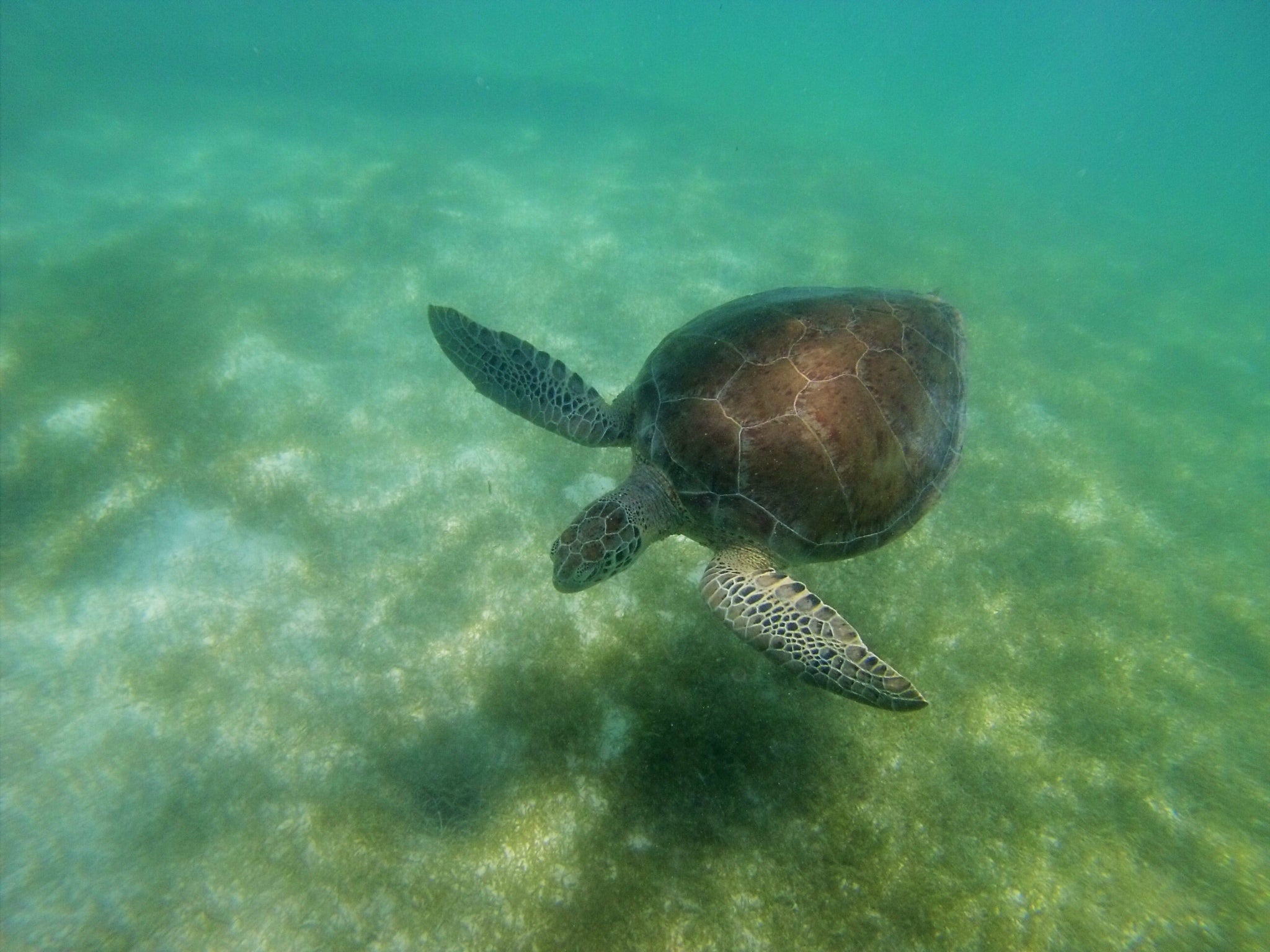 Ocean Conservation Turtle Preservation Skin Care