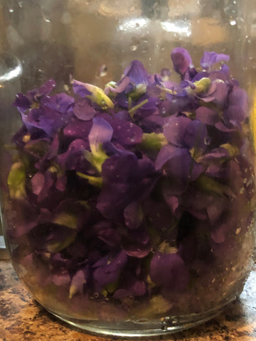 Placing the sweet common violets into a mason jar