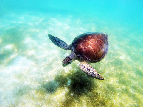 Real Photo My Husband Shot While Snorkeling In The Mexican Riviera